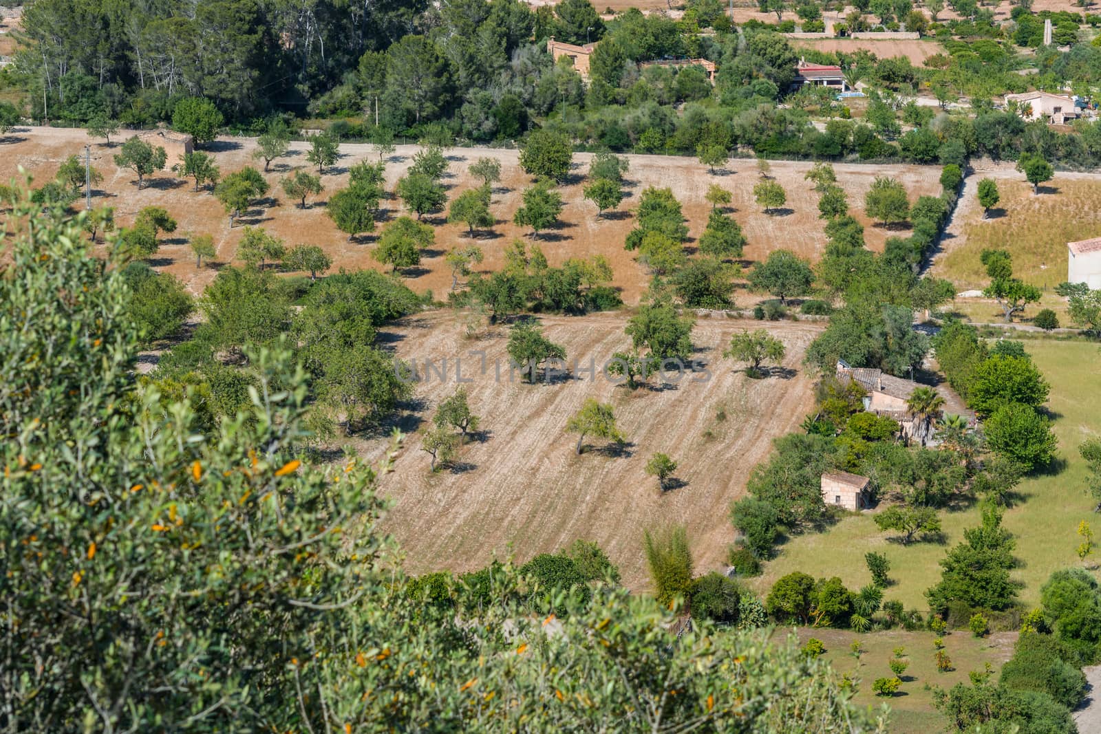 Olive grove in Majorca, Spain      by JFsPic