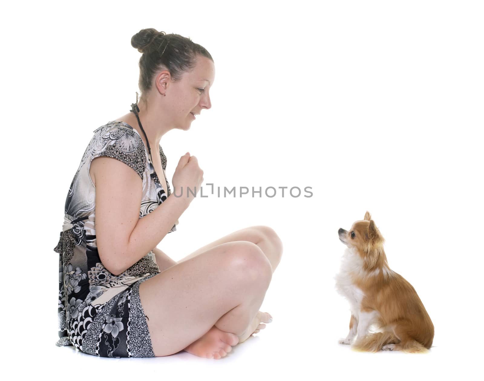 purebred chihuahua and woman in front of white background