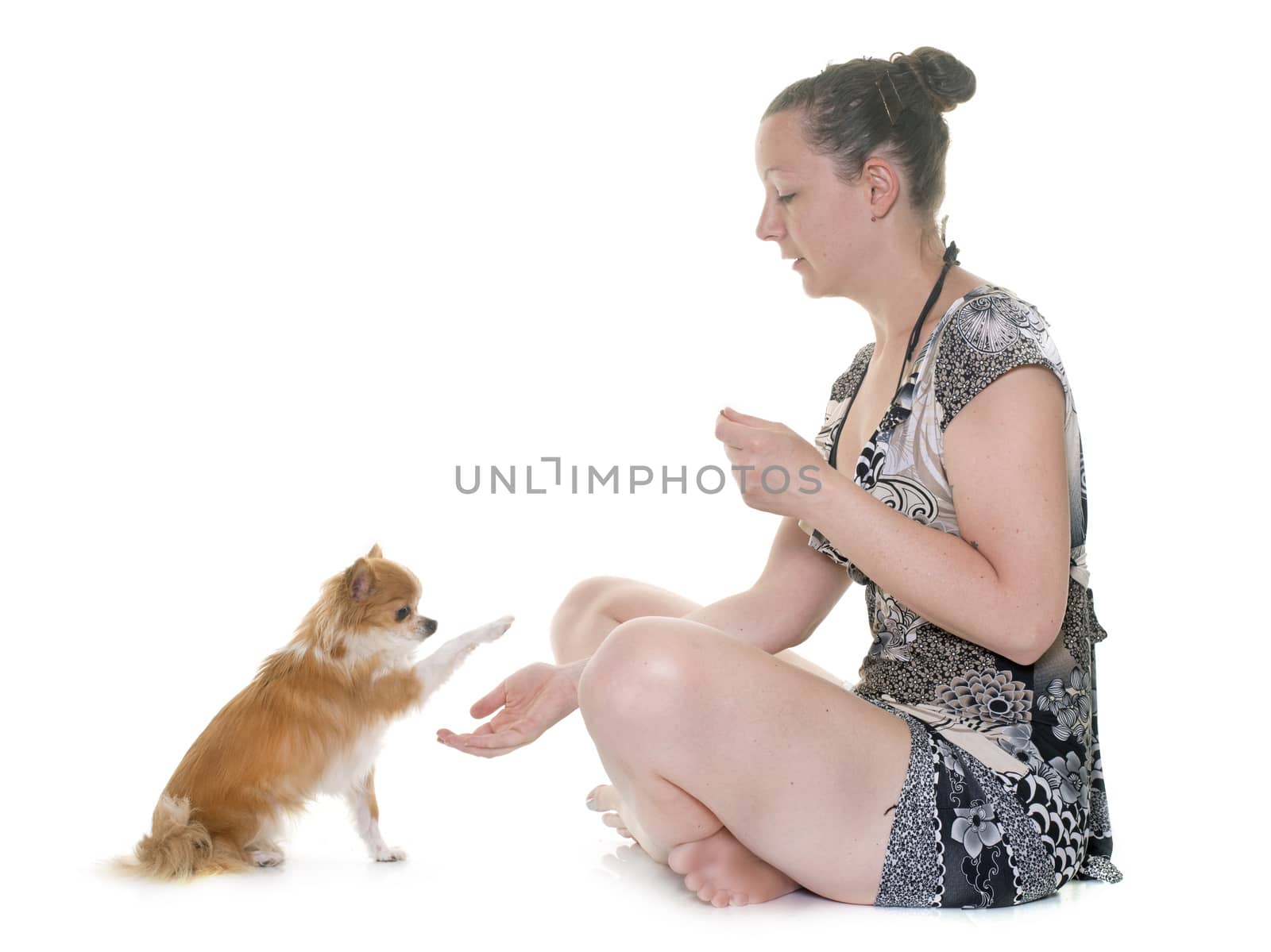 purebred chihuahua and woman in front of white background