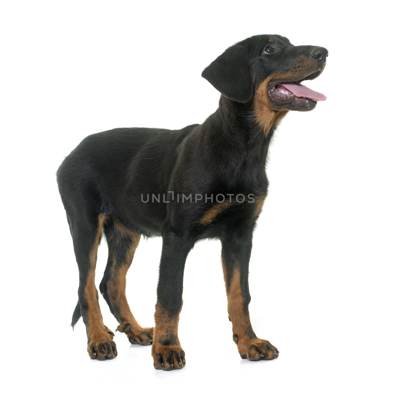 puppy beauceron in front of white background