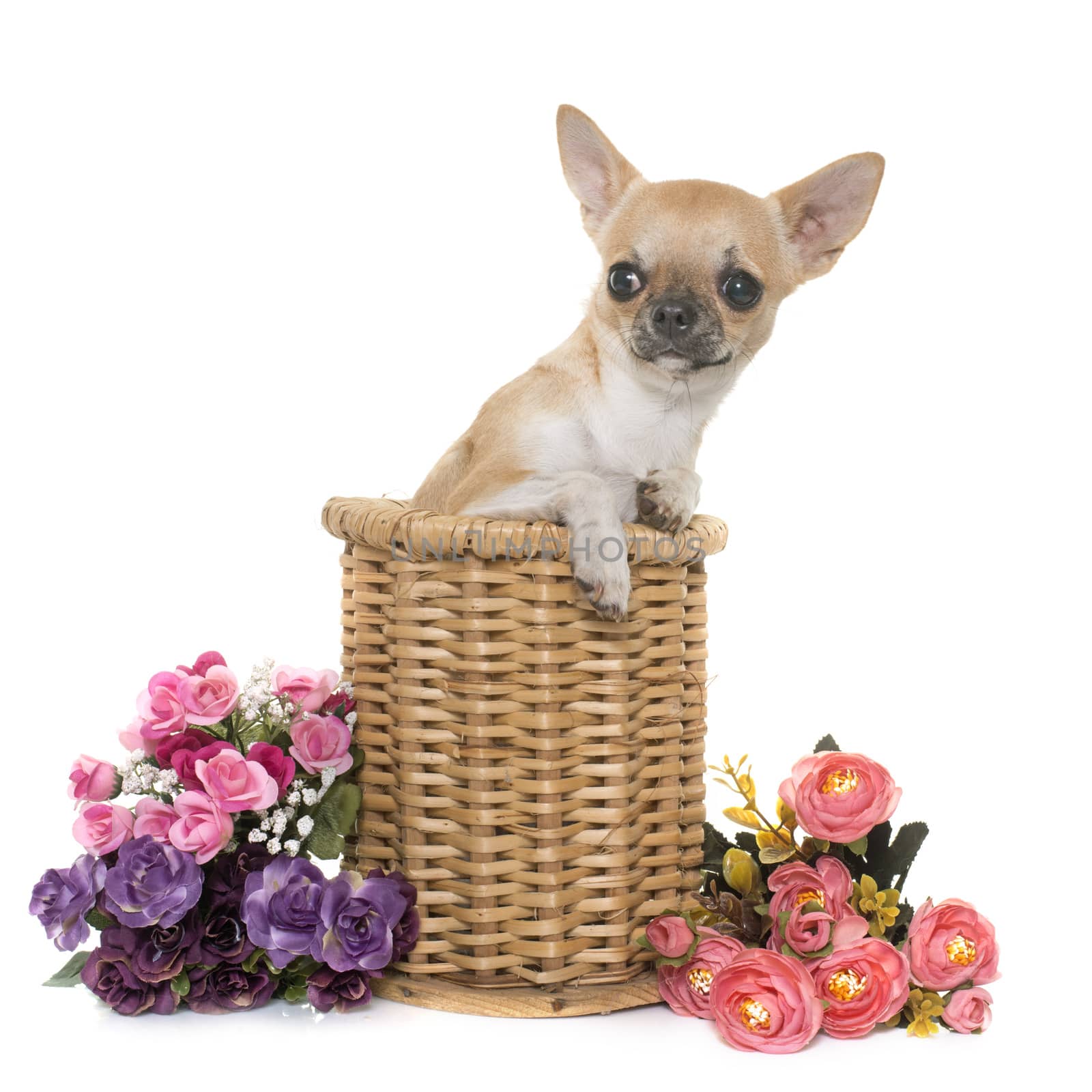 young chihuahua in studio by cynoclub