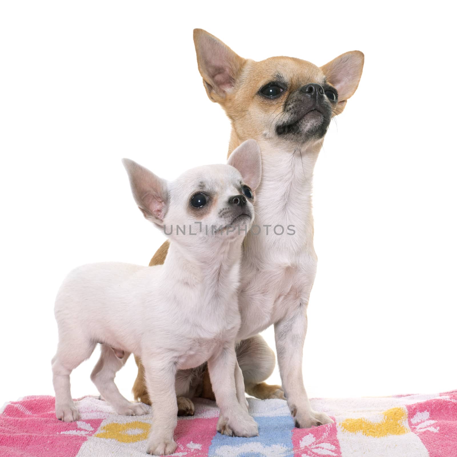 young chihuahuas in studio by cynoclub