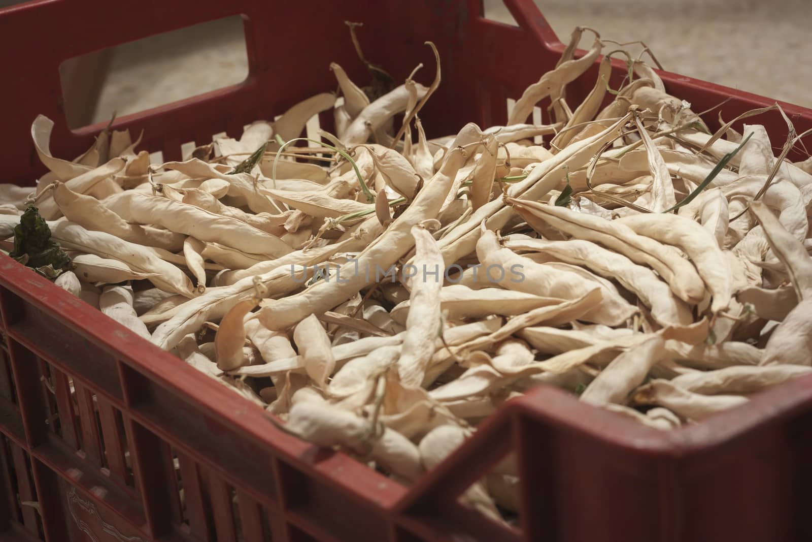 Dried beans in a box for shelling