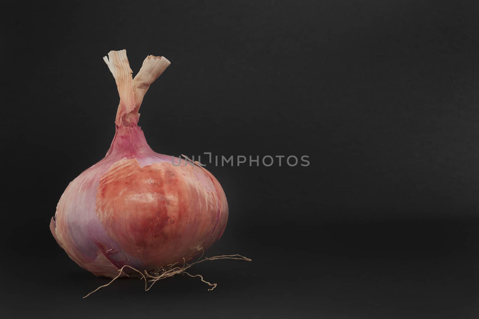 The onion has a substantial nutritional value, thanks to the presence of mineral salts and vitamins, especially vitamin C, but also contains many enzymes that aid digestion and stimulate the metabolism