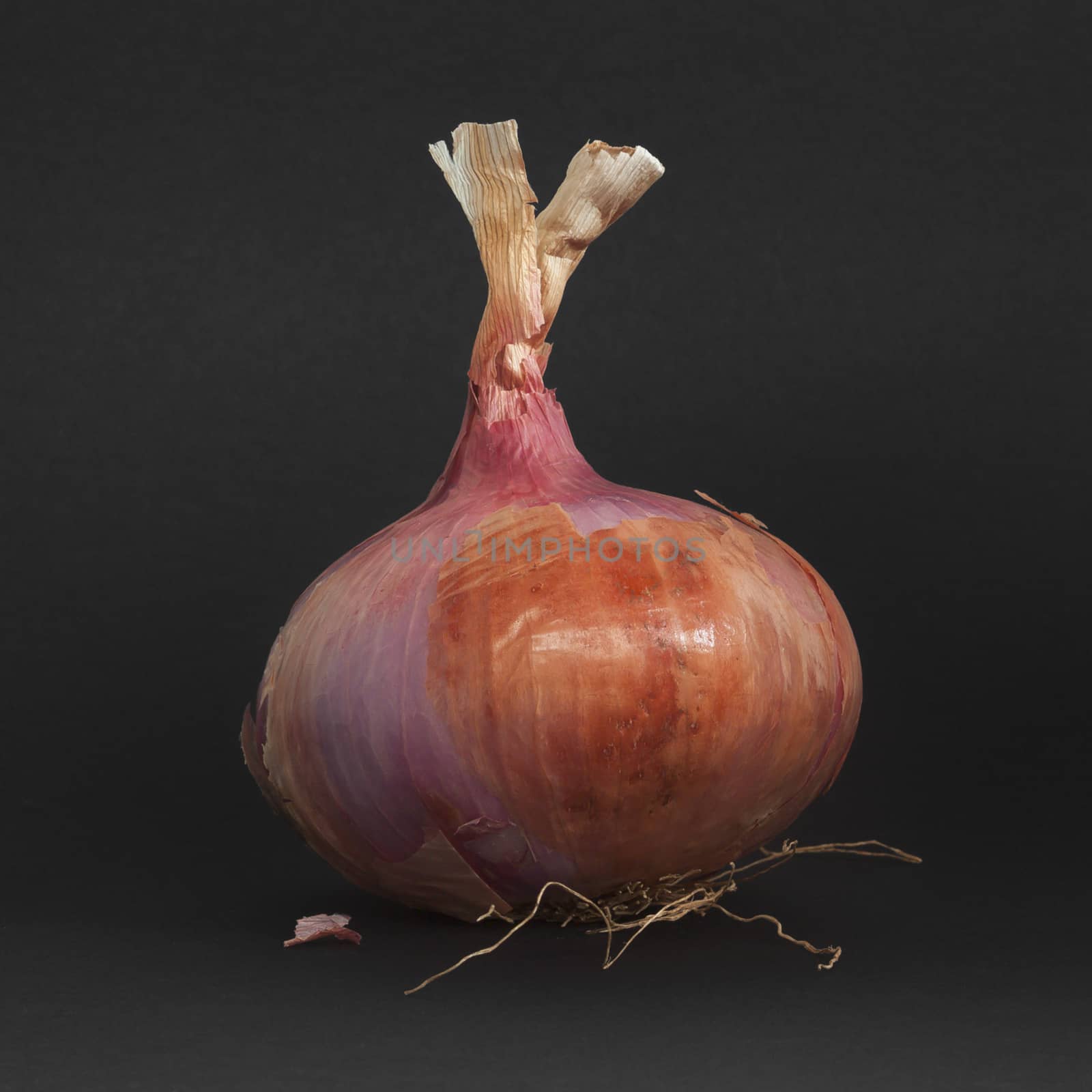 The onion has a substantial nutritional value, thanks to the presence of mineral salts and vitamins, especially vitamin C, but also contains many enzymes that aid digestion and stimulate the metabolism