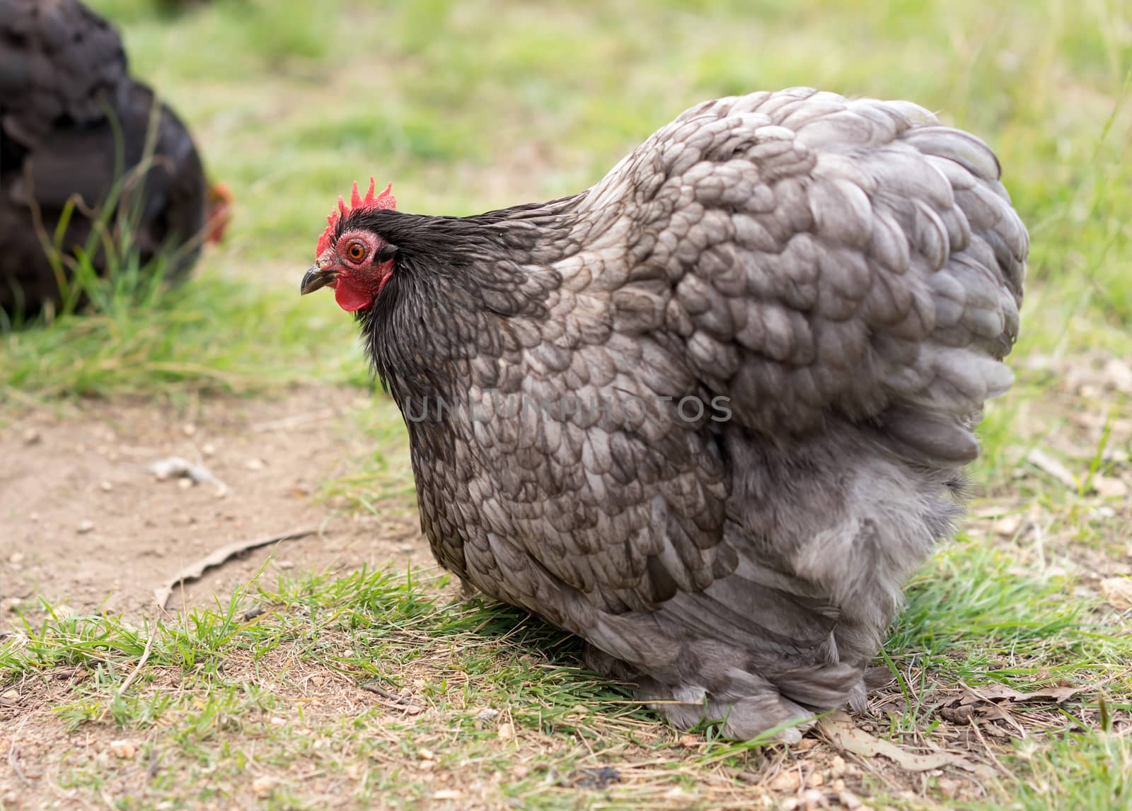 Organic free range bantam chicken by sherj