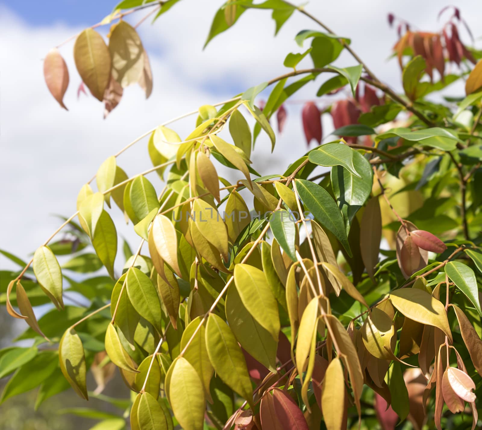 Colorful Spring Foliage on Australian Lilly Pilly Syzygium cascade