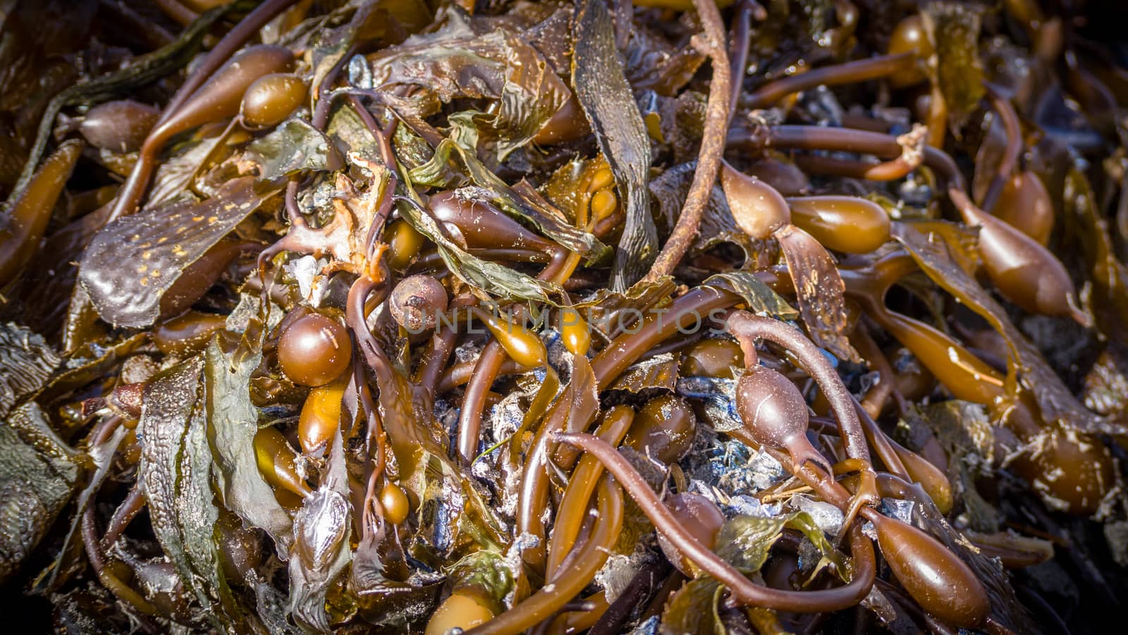 Pile of brown seaweed on the beach