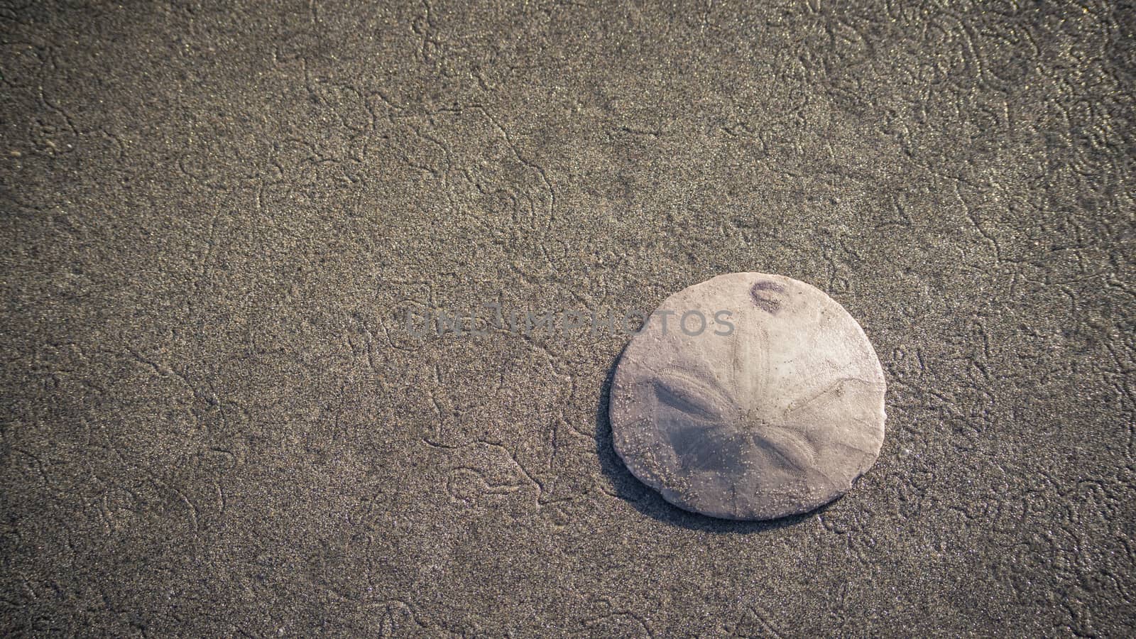 A lone sand dollar lies on a sandy beach