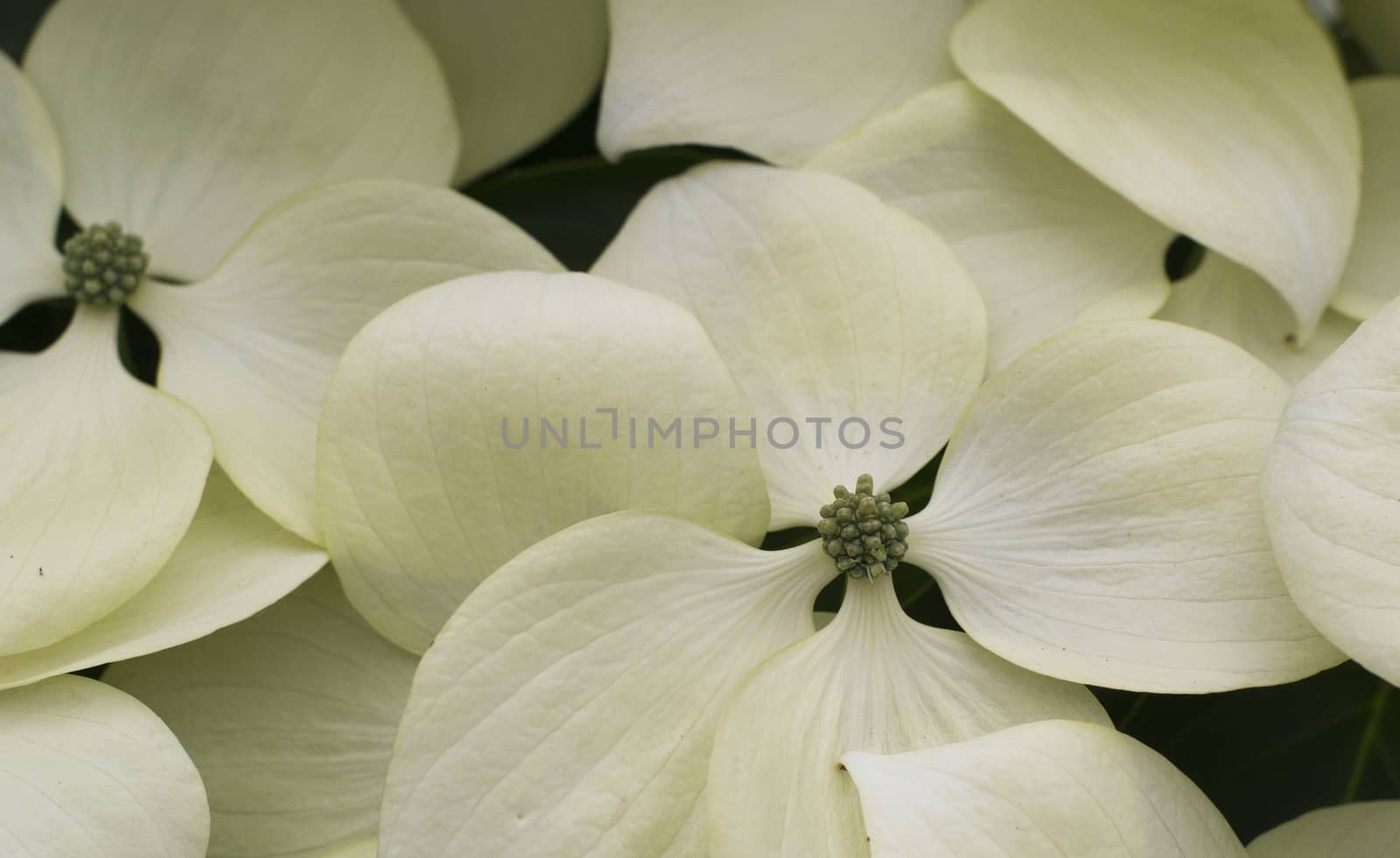 This dogwood flower pattern can be used as a wallpaper or background.
