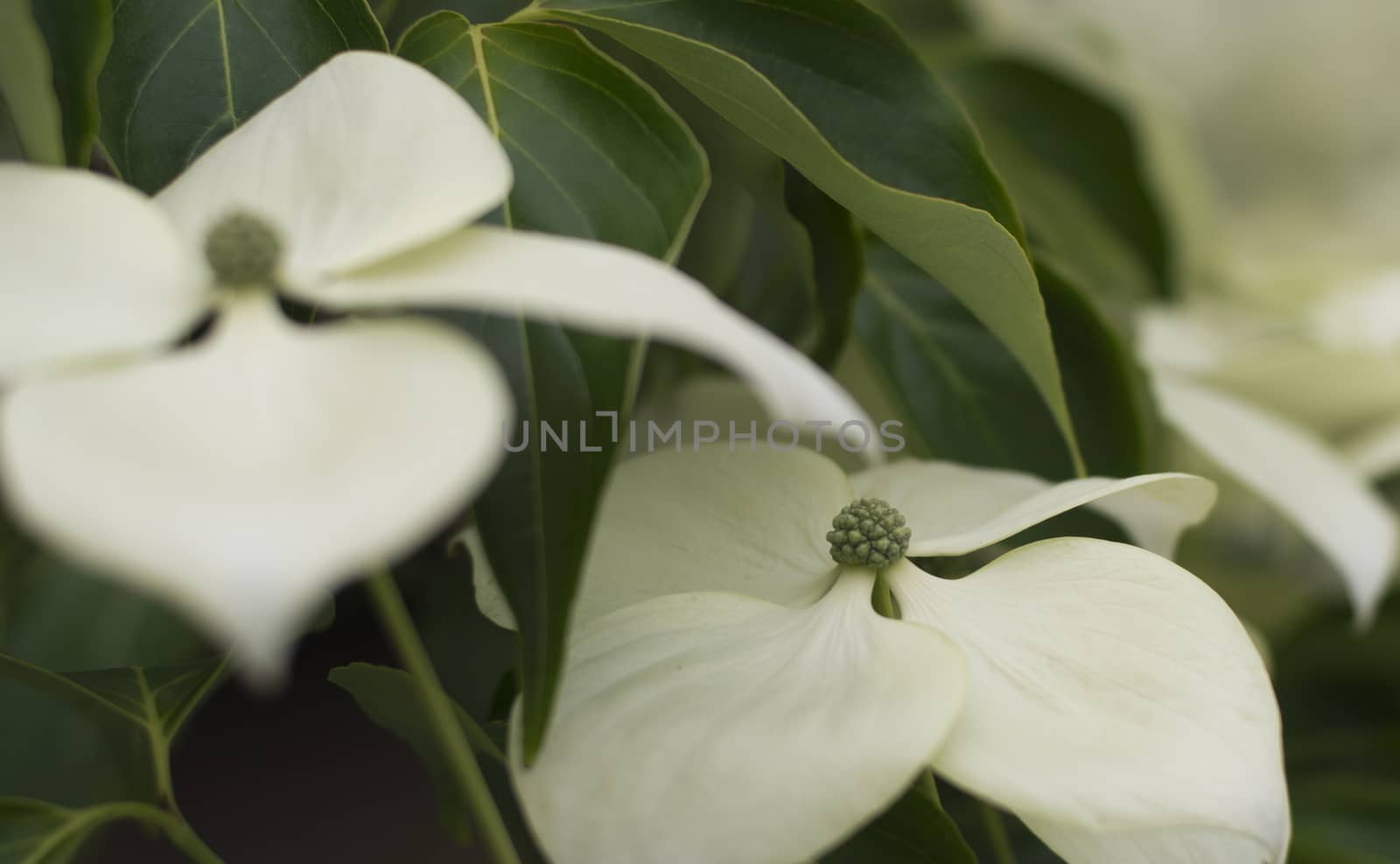 Summertime flowers in bloom with depth of field.
