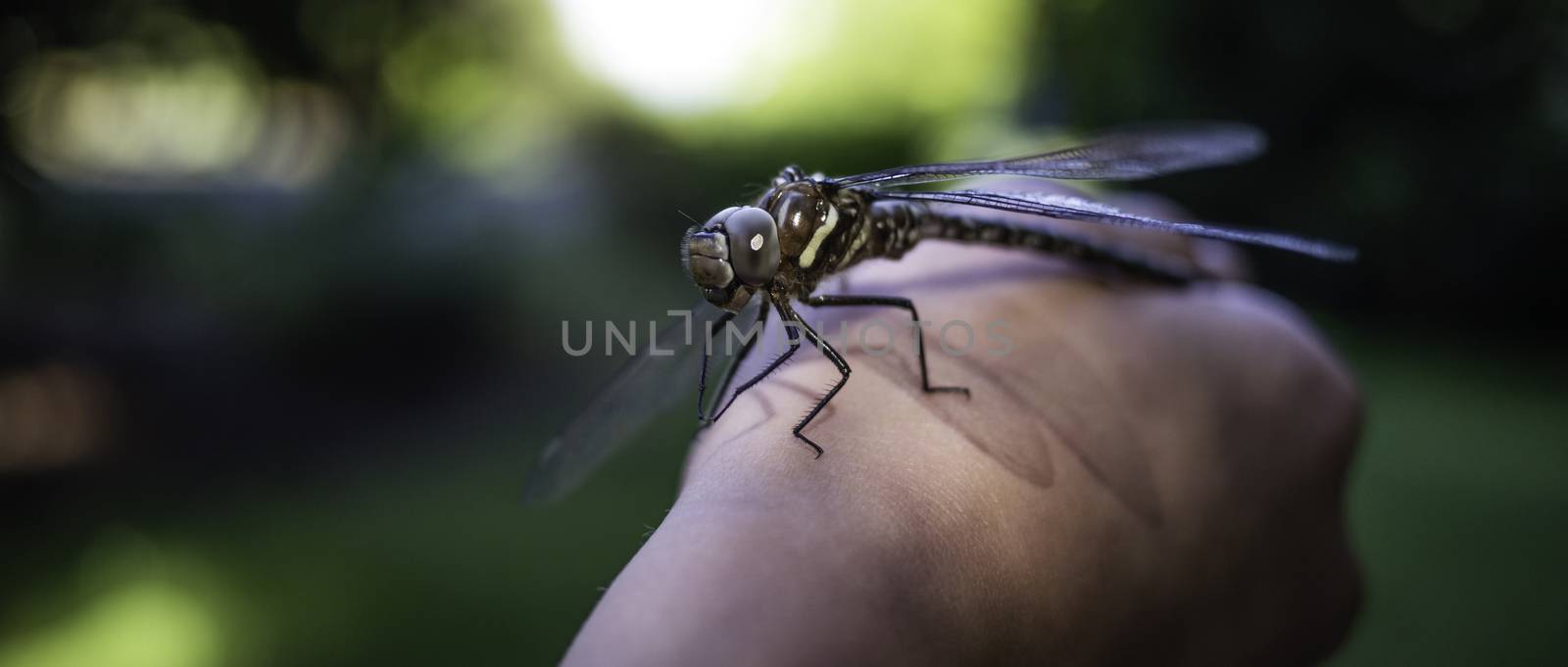 I found this dragonfly on the ground about to get trampled, in a dark area near a wood shed. I picked her up and saw she had lost one right wing. The other right wing was just hanging limp. She was beat up some and tried to fly. When she realized she couldn't, she did not want to leave my hand and she let me observe her. I eventually put her on a Rhododendron leaf where she climbed to watch the setting sun, away from that dark area. I may have alleviated her last hours.
