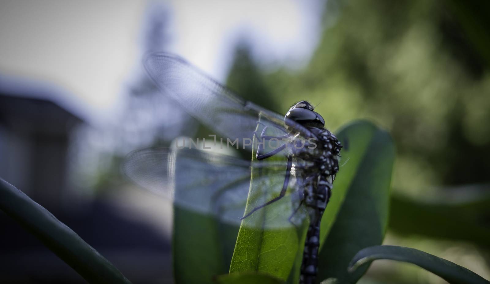 I found this dragonfly on the ground about to get trampled, in a dark area near a wood shed. I picked her up and saw she had lost one right wing. The other right wing was just hanging limp. She was beat up some and tried to fly. When she realized she couldn't, she did not want to leave my hand and she let me observe her. I eventually put her on a Rhododendron leaf where she climbed to watch the setting sun, away from that dark area. I may have alleviated her last hours.
