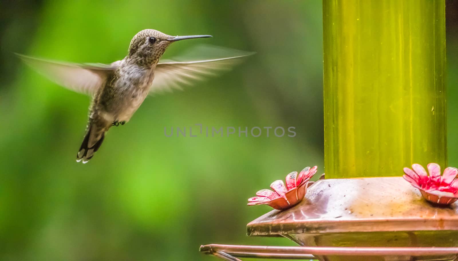 Hummingbird flies in to feed on nectar