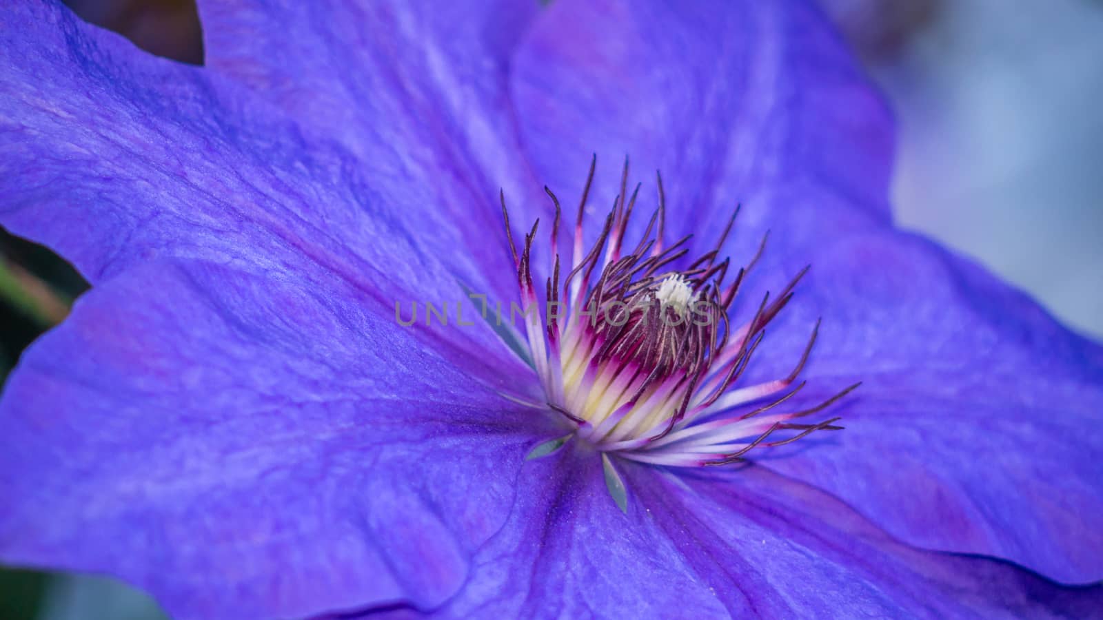 Close-up of a Purple Clematis