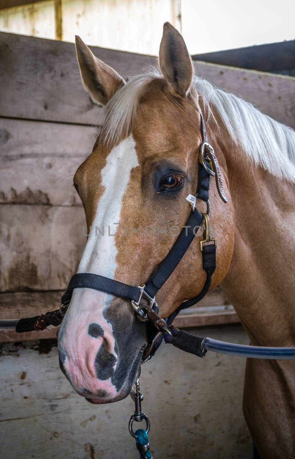 A bridled horse, named Trigger, stares back at the camera while being prepped for a riding lesson