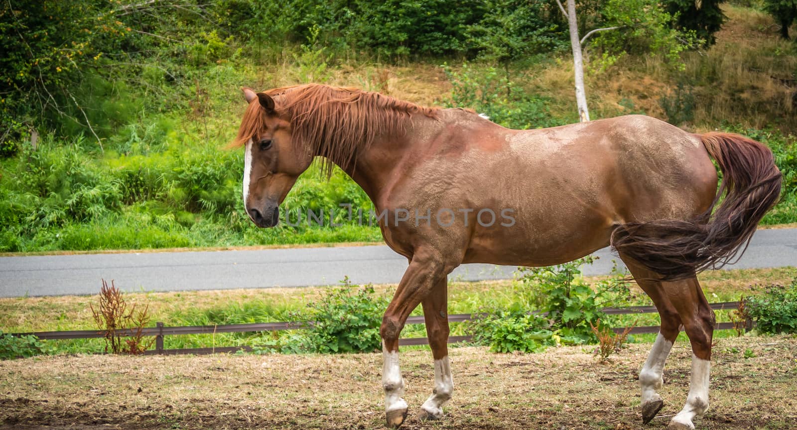 A bay horse walks around in his outdoor corral
