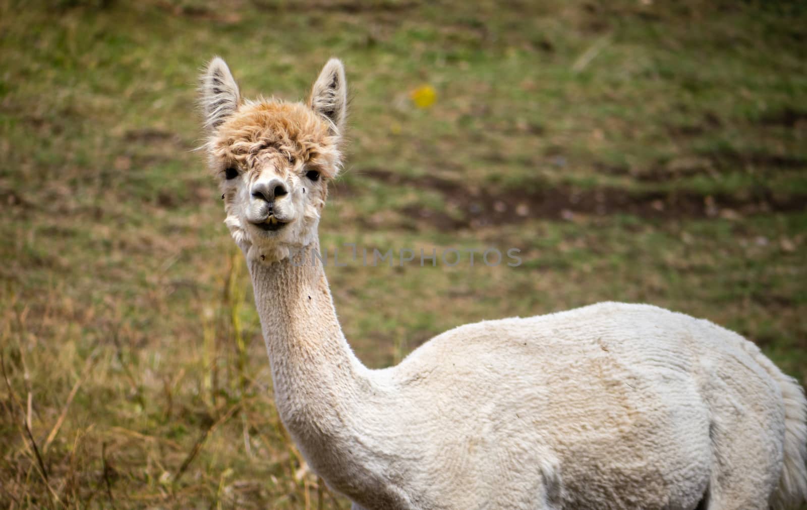 A white llama, recently shorn, stares back at me