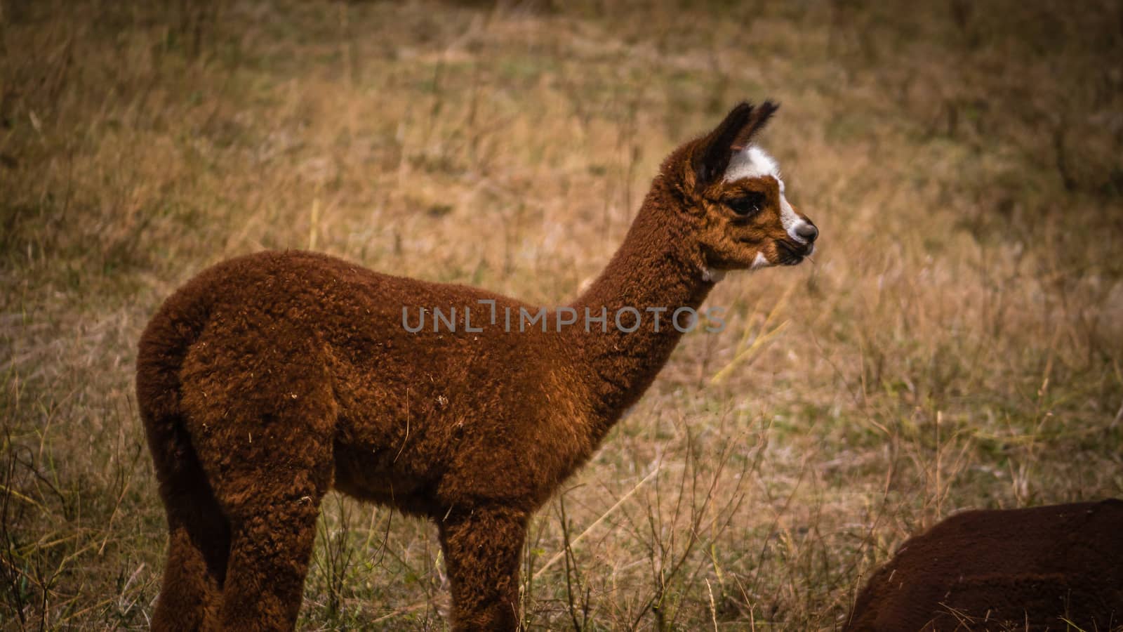 A young brown llama with white patches on his head stares in the distance as he stands on a field of grass on a farm