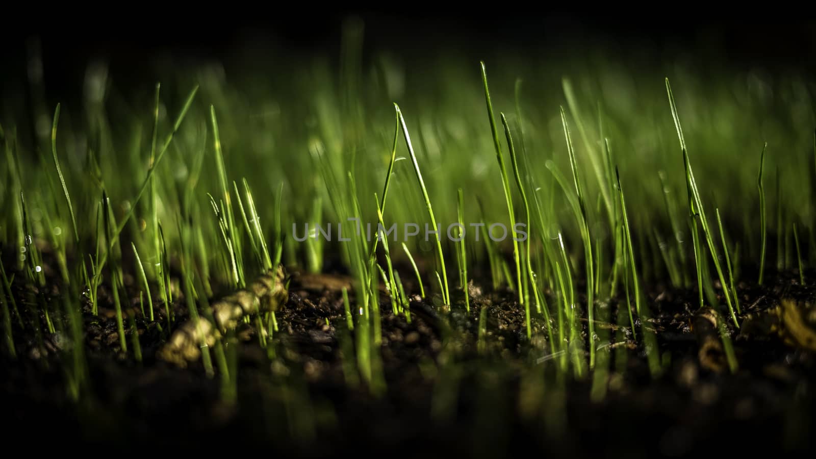 Recently planted seeds grow into grass in the morning dew