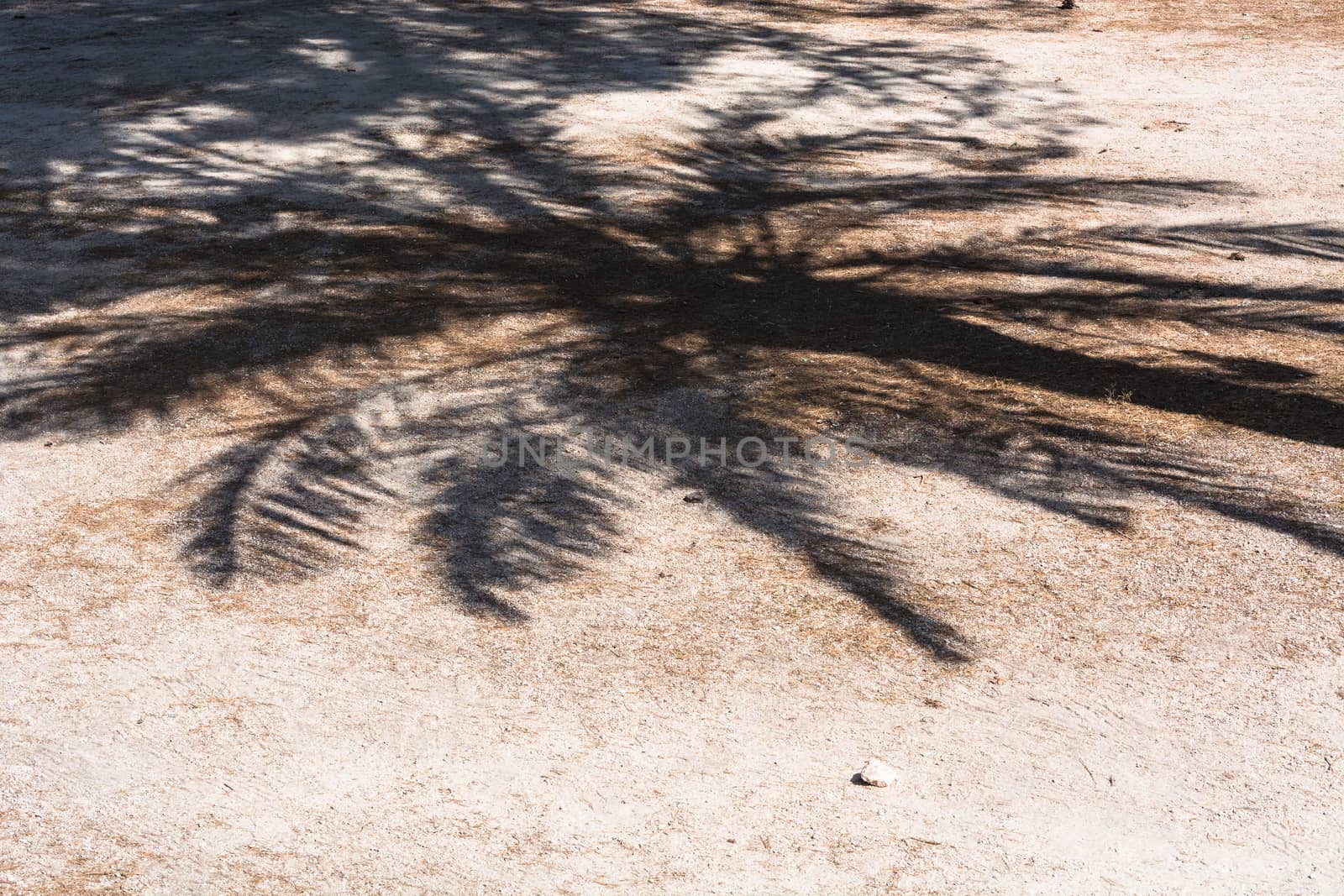 Palm shadow falls on a pathway covered with decorative stones.