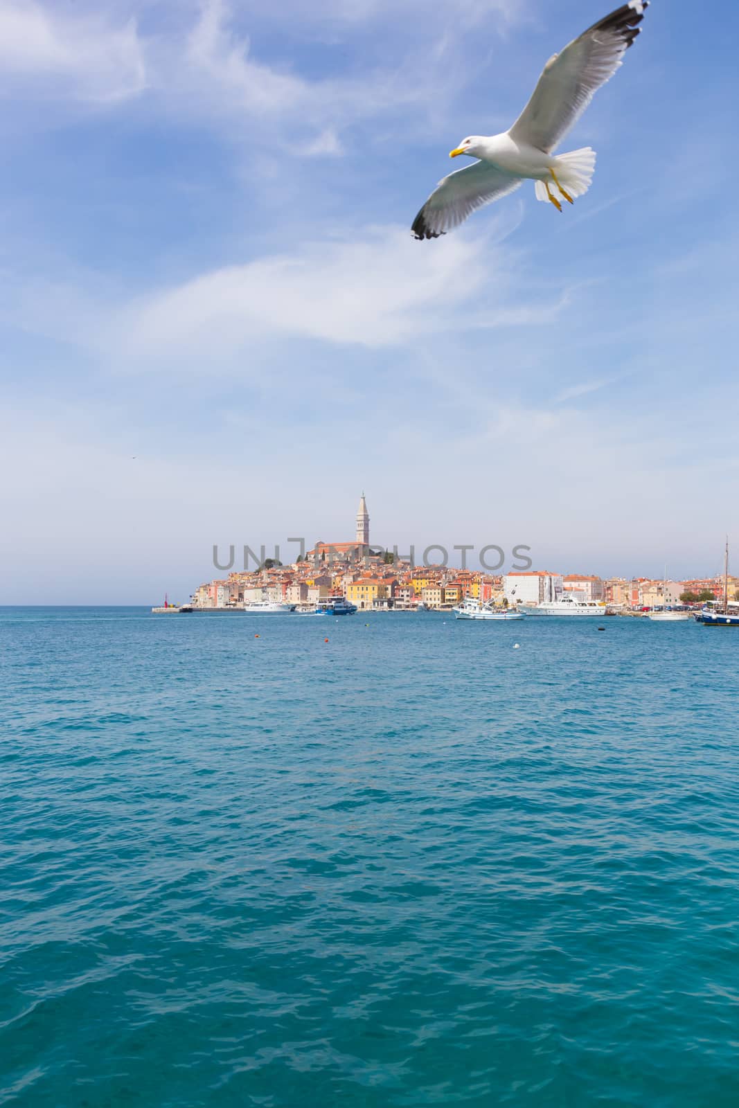 Seagull Flying Over Rovinj Town With Landmark Of Church Tower, Istria, Croatia, Europe.