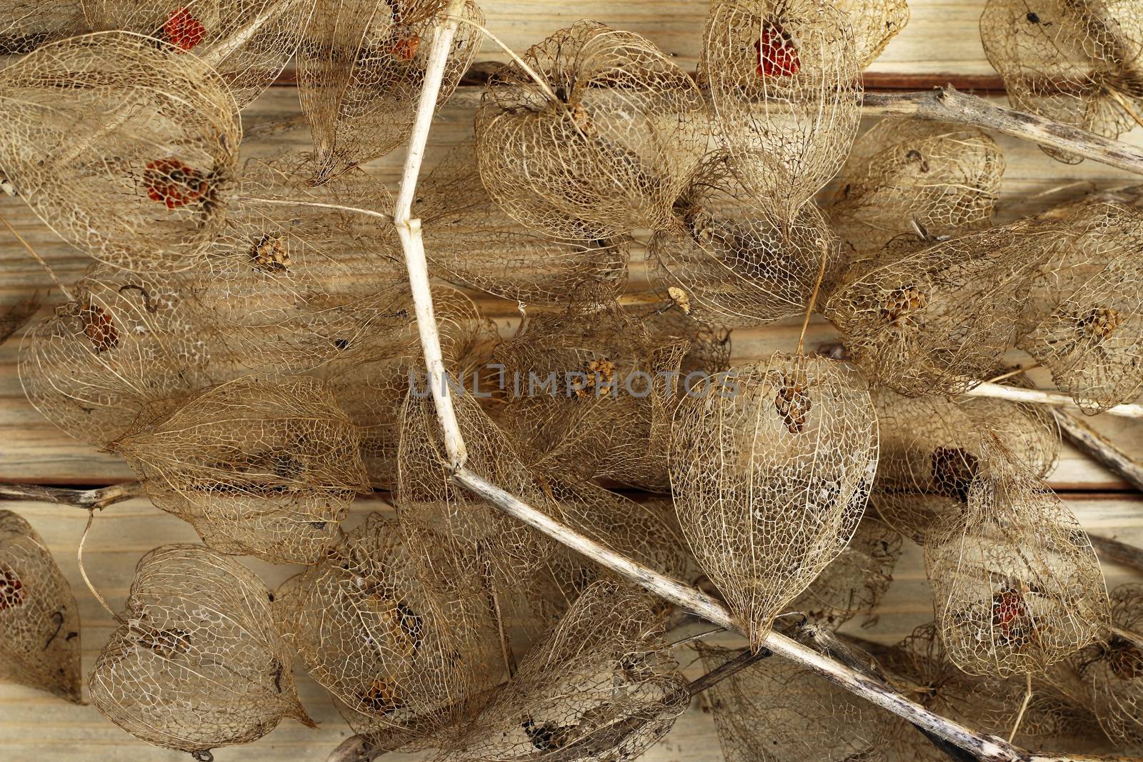 Detail of the dried fruits of Cape gooseberry