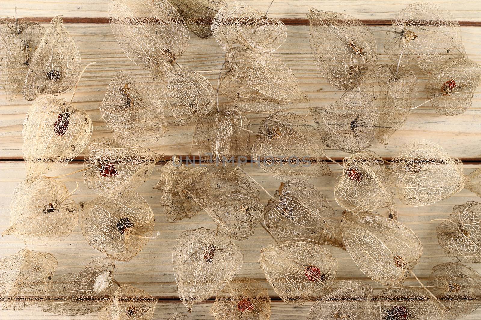 Detail of the dried fruits of Cape gooseberry on wooden board