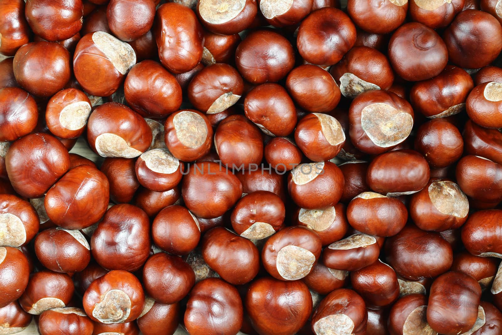 Detail of the chestnuts - autumn product