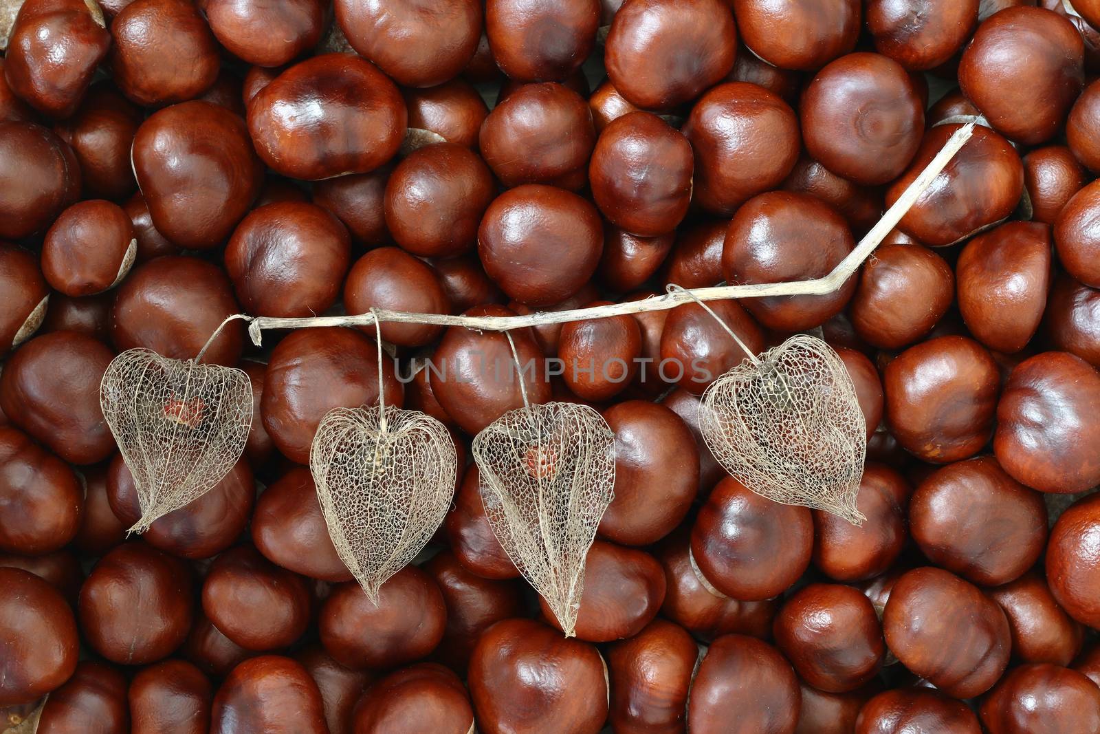 Detail of the dried fruits of Cape gooseberry on chestnuts