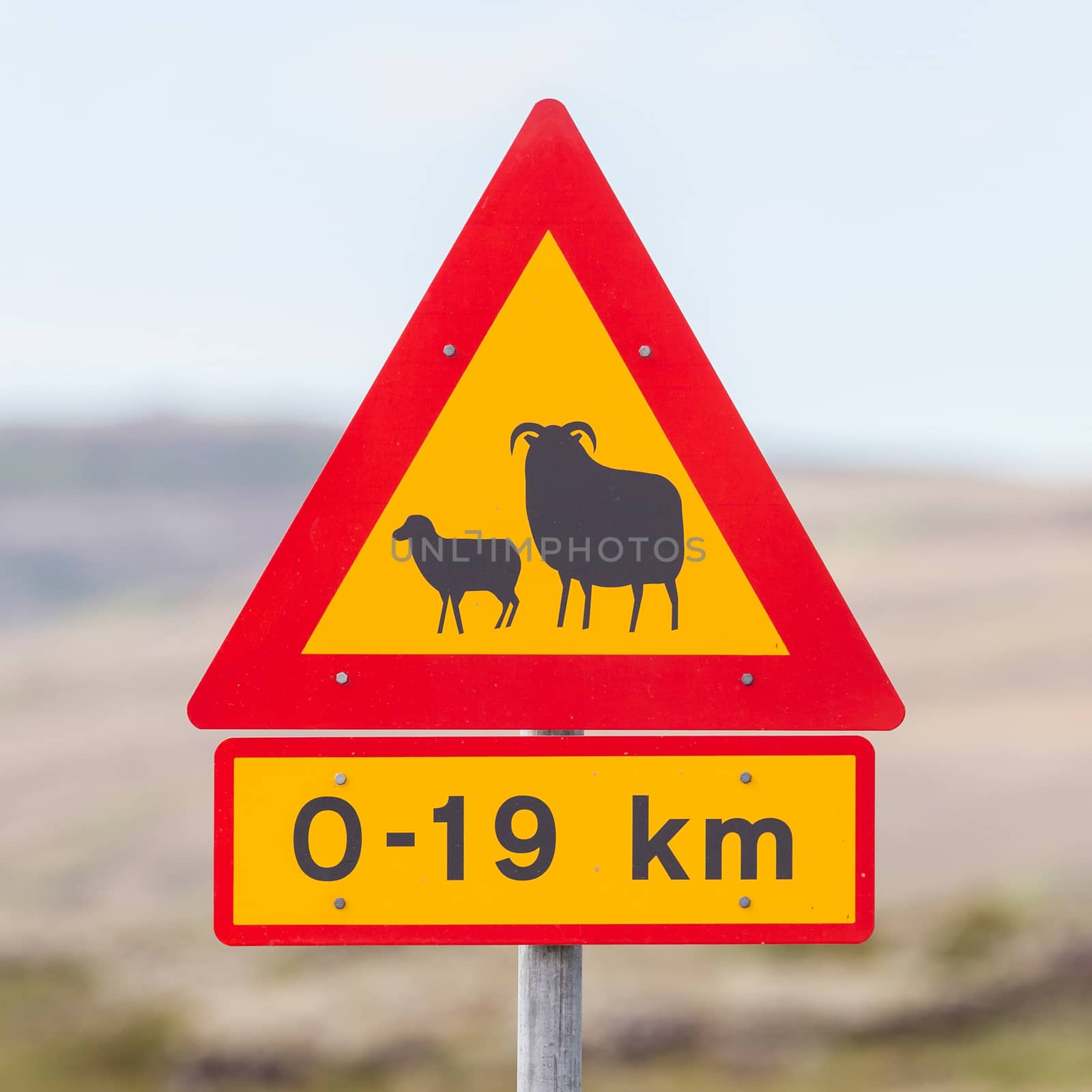 Real Sheep Crossing traffic sign by michaklootwijk