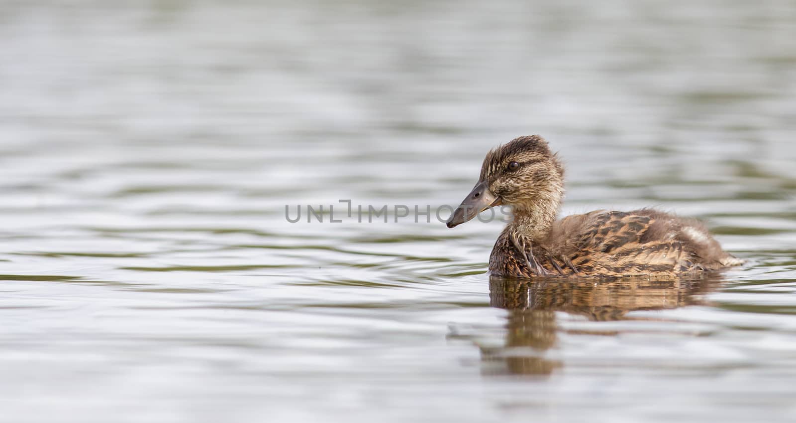 Young mallard duck, juvenile, swimming in a lake