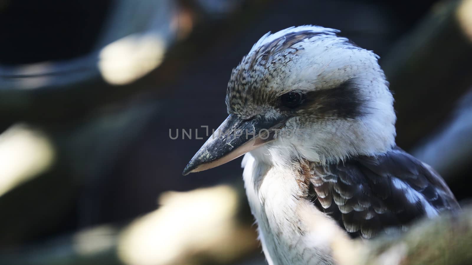 Laughing Kookaburra Perched on a Tree Branch