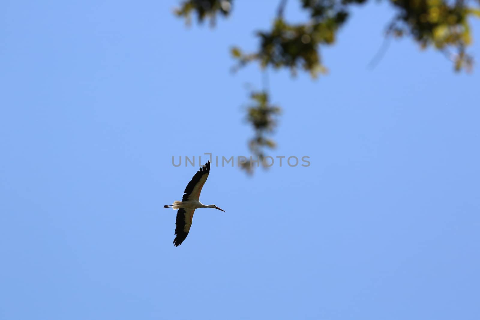 White Stork Flying In The Sky by bensib