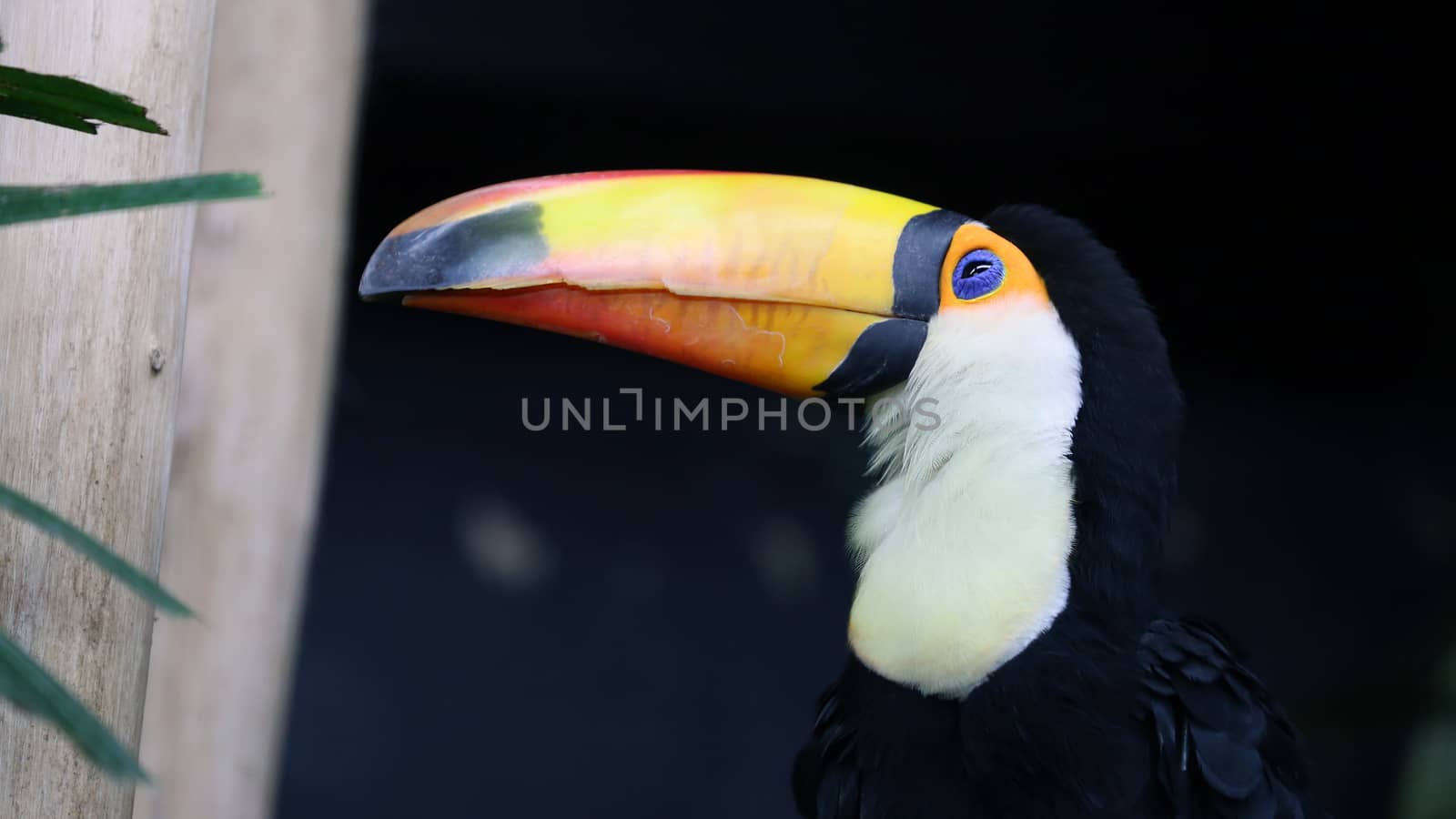 Close-up of the colorful Toco Toucan (Ramphastos toco)