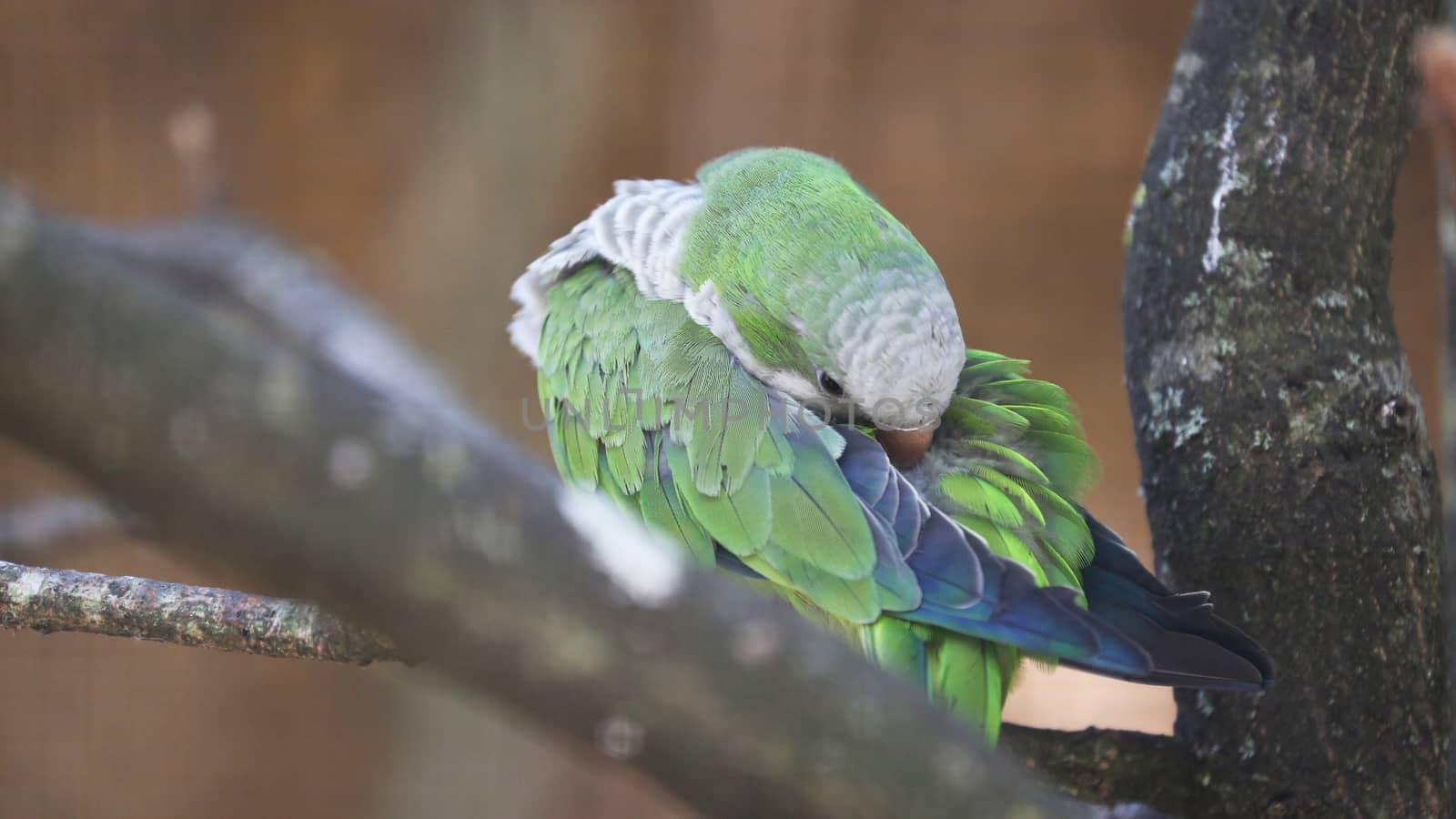 Monk Parakeet (Myiopsitta Monachus) Cleaning Itself