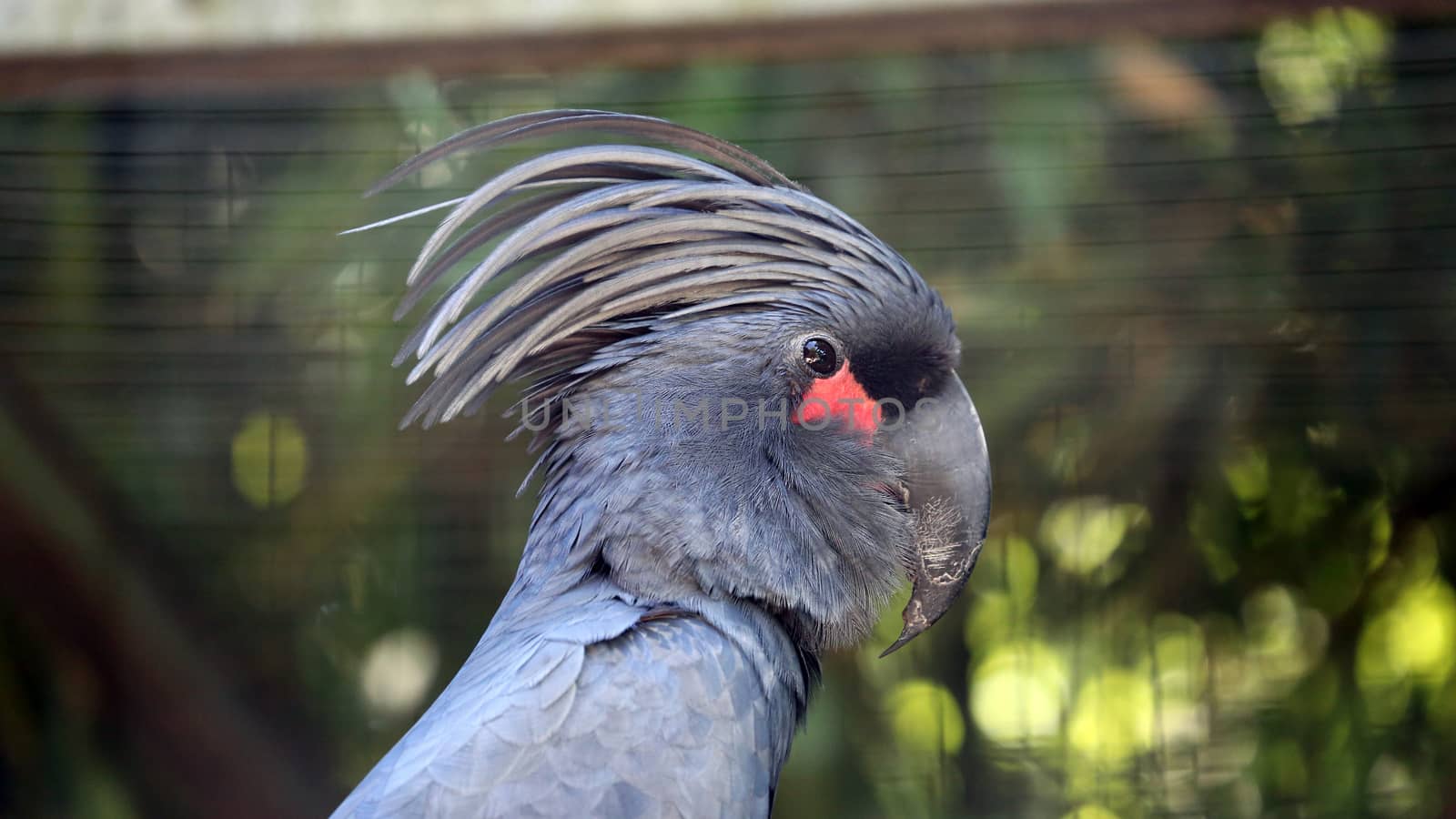 Palm Cockatoo Closeup by bensib