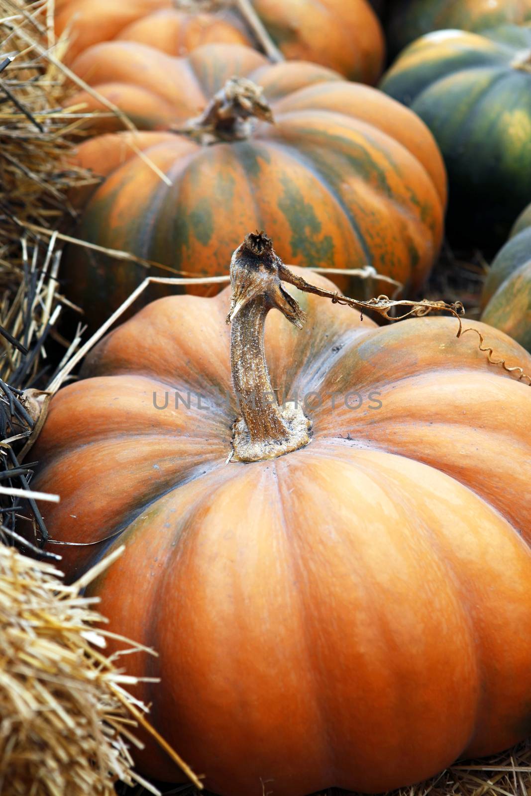 Fair of a pumpkin in California