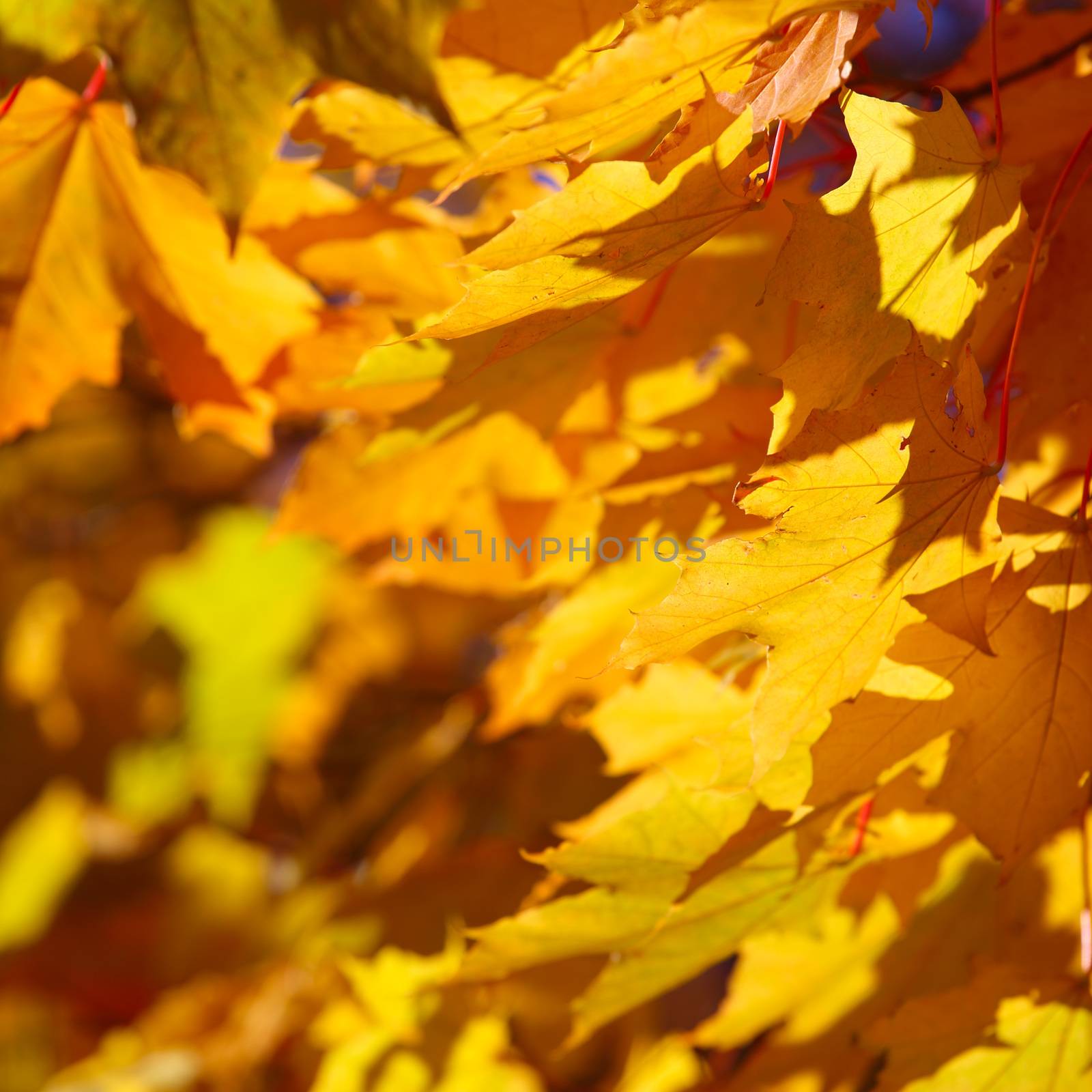 Beautiful nature background of yellow autumn maple leaves close up with copy space