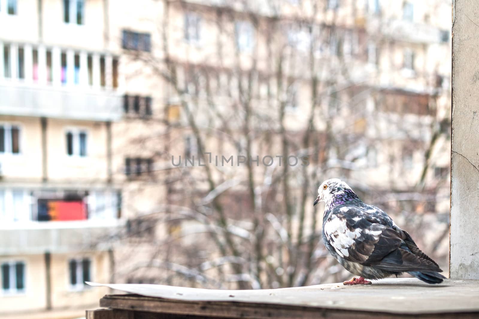 pigeon in the snow on the building background.