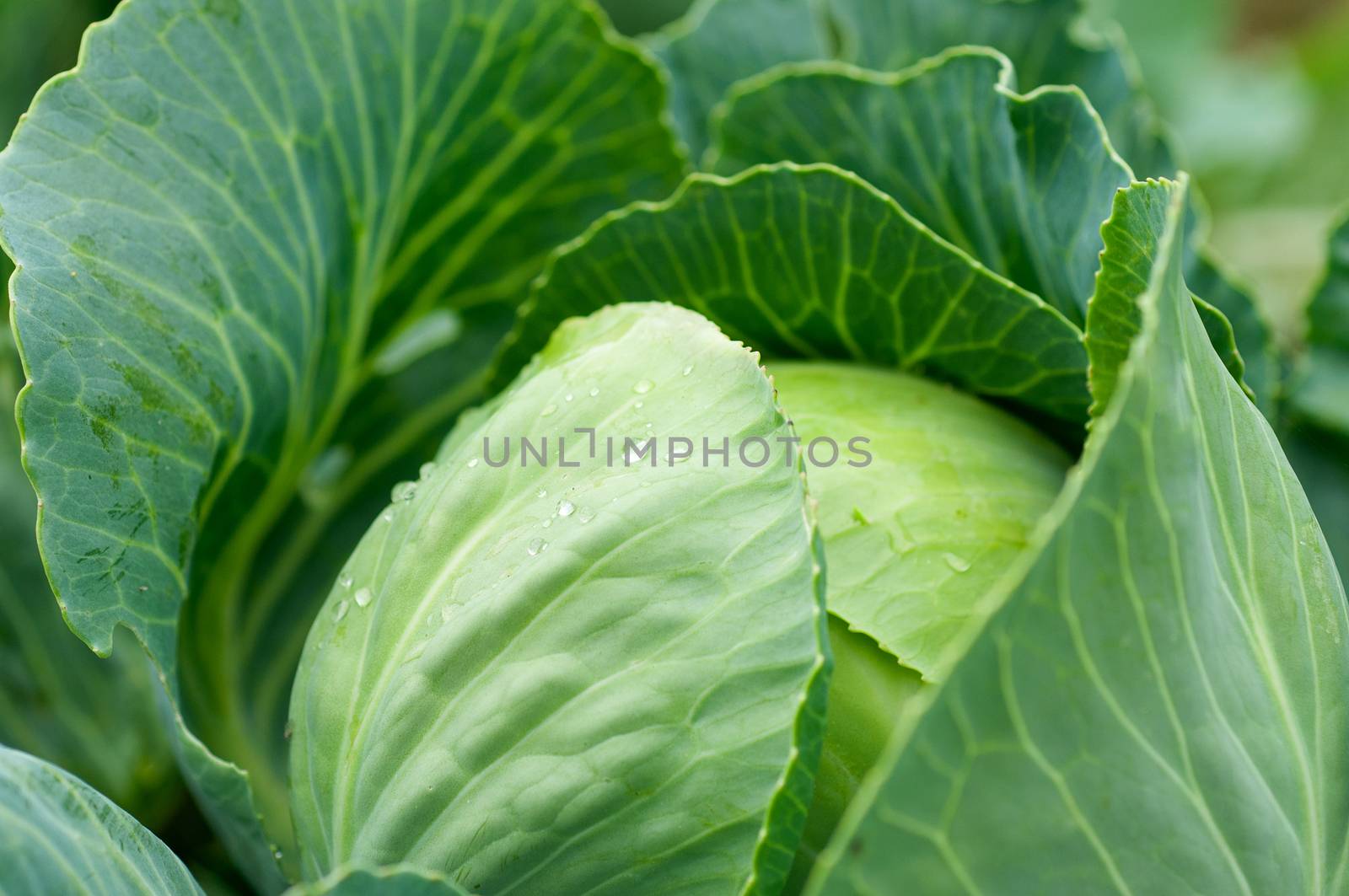 cabbage with drops of dew on the leaves