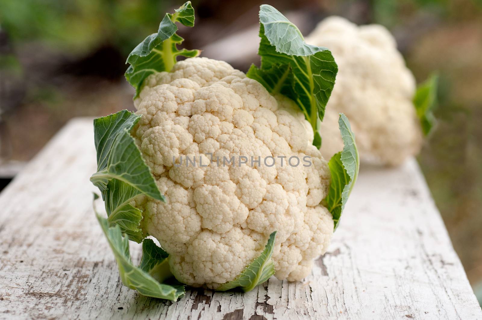 Organic cauliflower on white wooden background