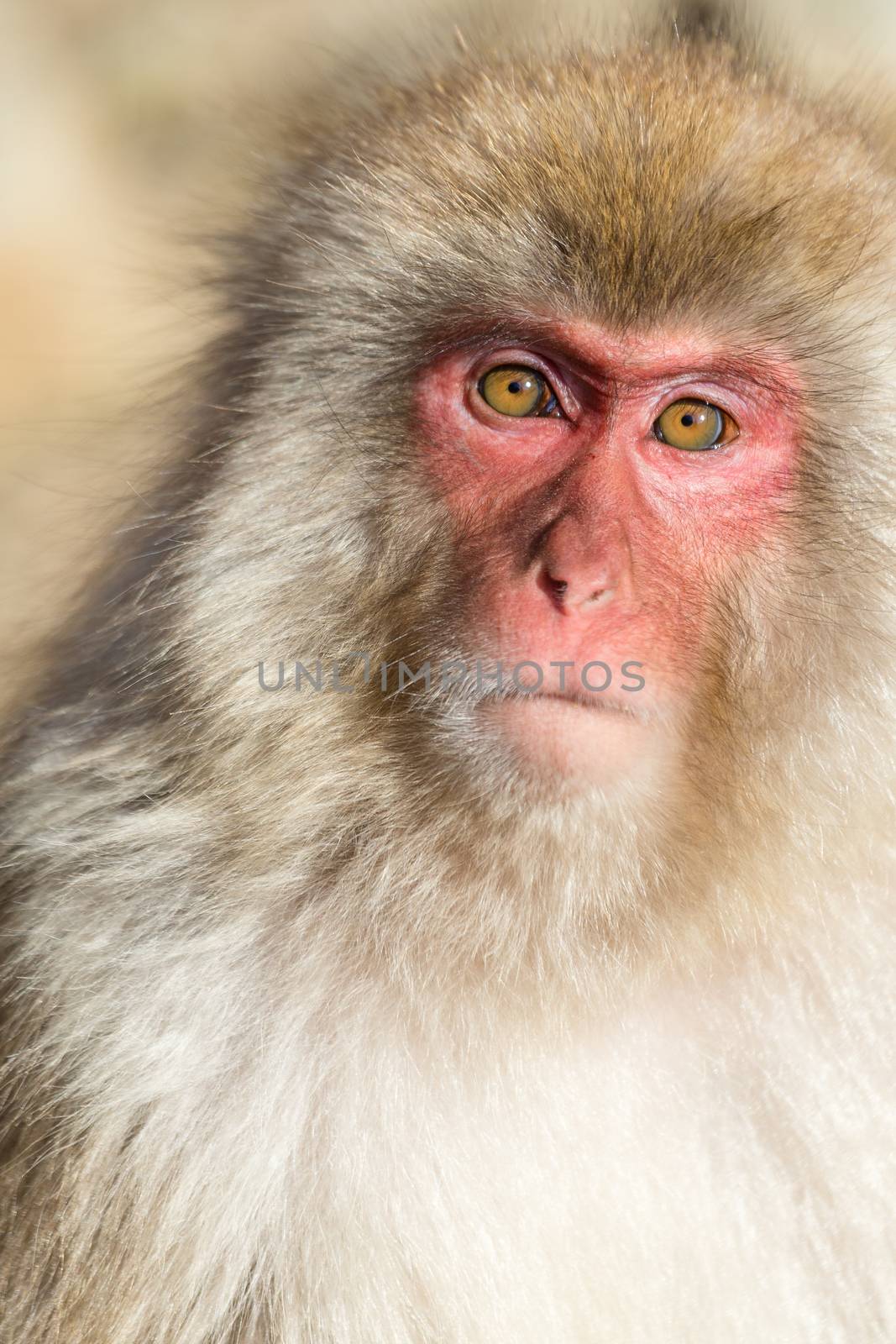 Monkey portrait by leungchopan
