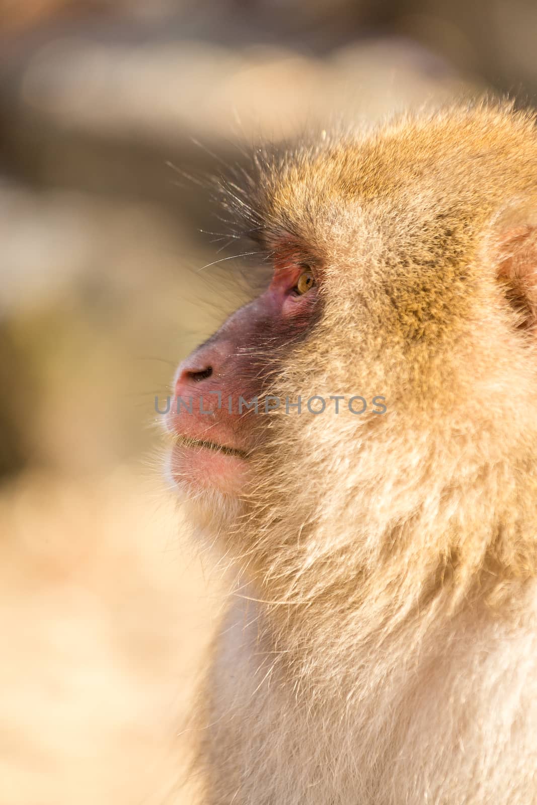 Side profile of monkey by leungchopan