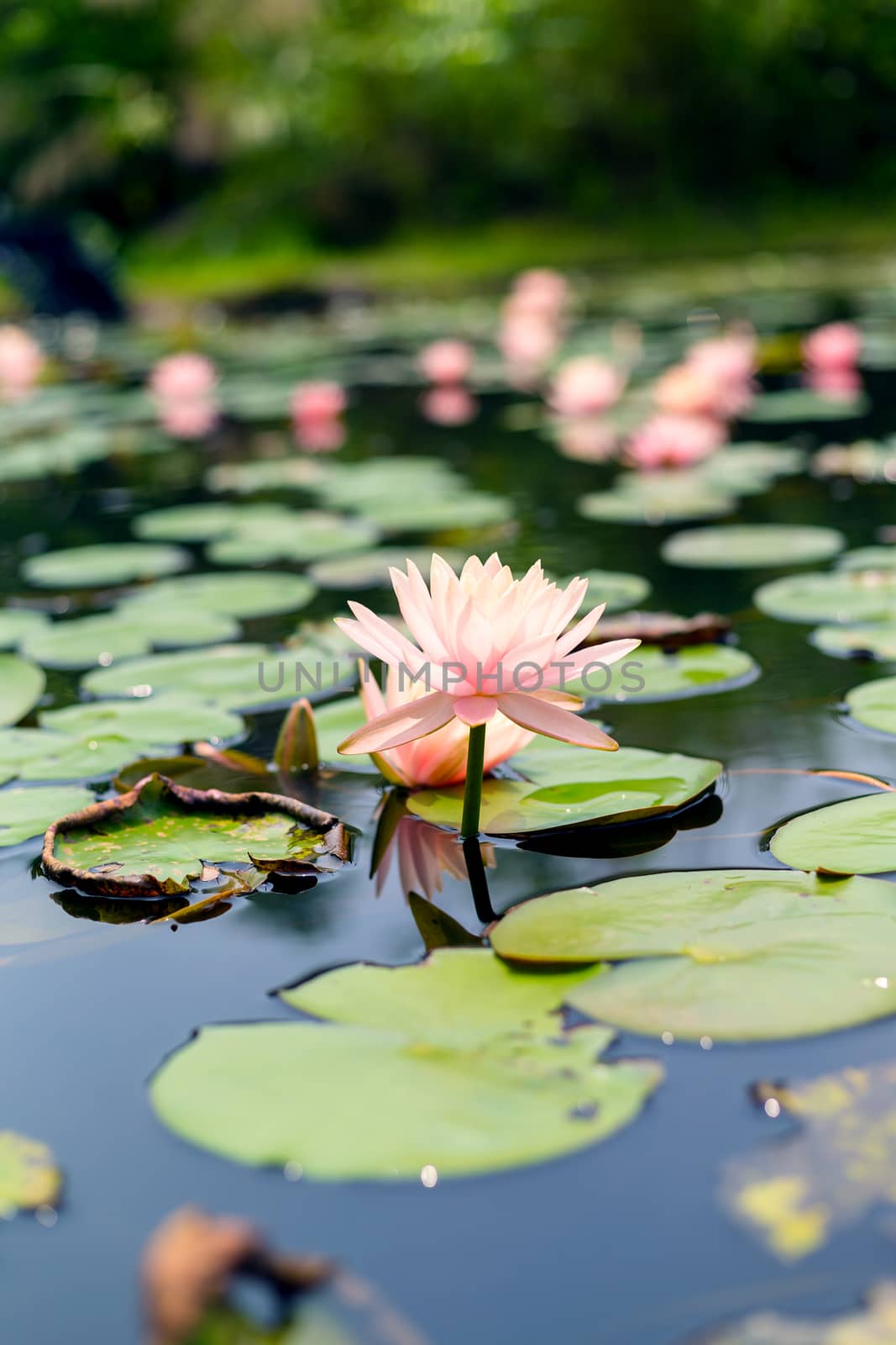 Lotus flower plants by leungchopan