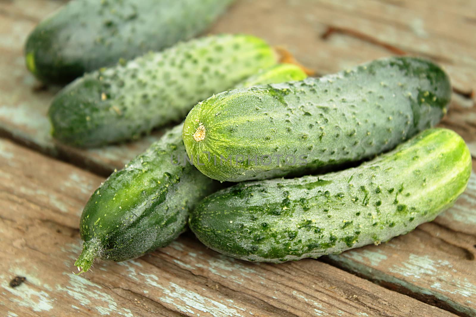 Freshly picked cucumbers, unwashed, on a wooden surface