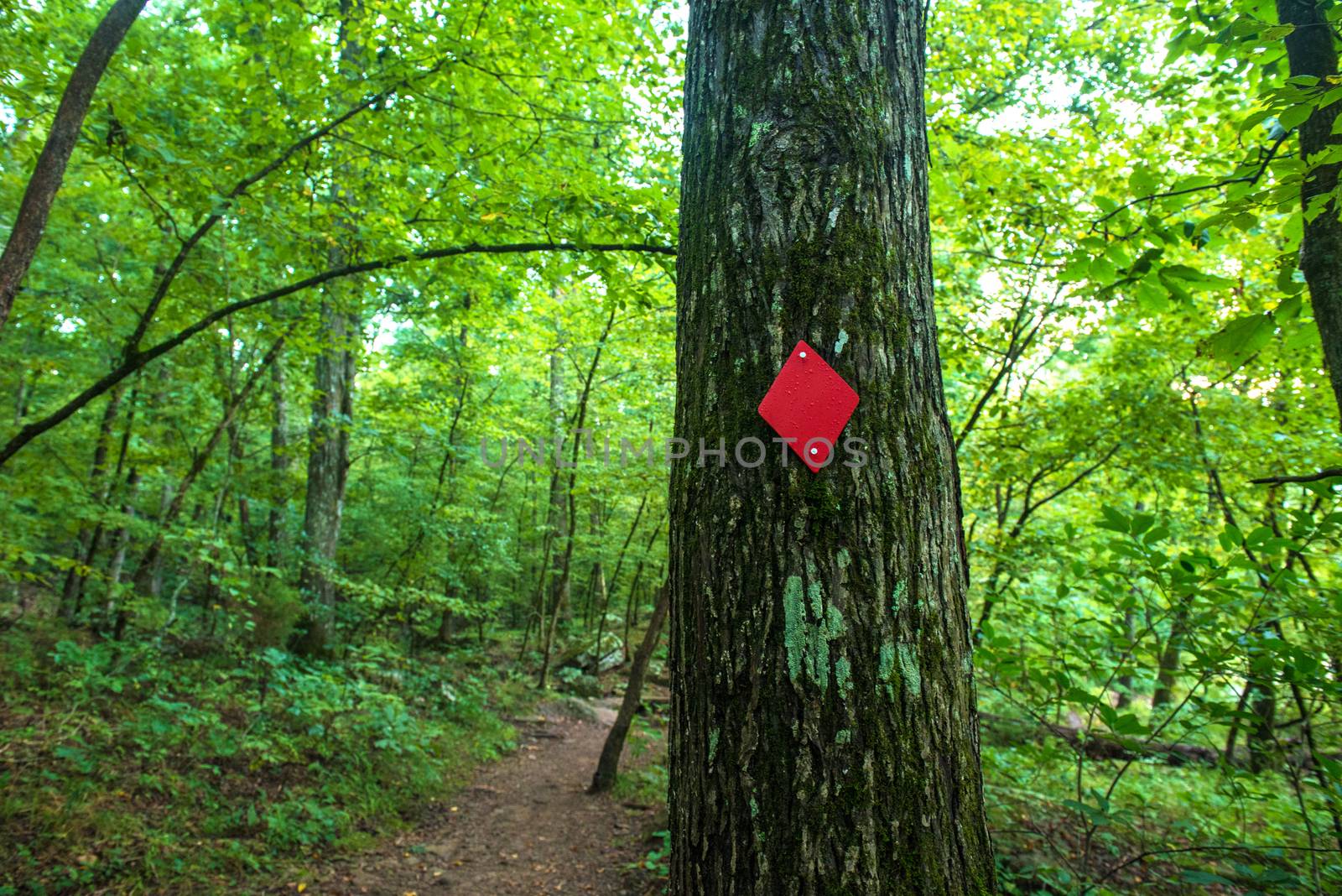 Hiking path Red Trail in Forest by gregory21