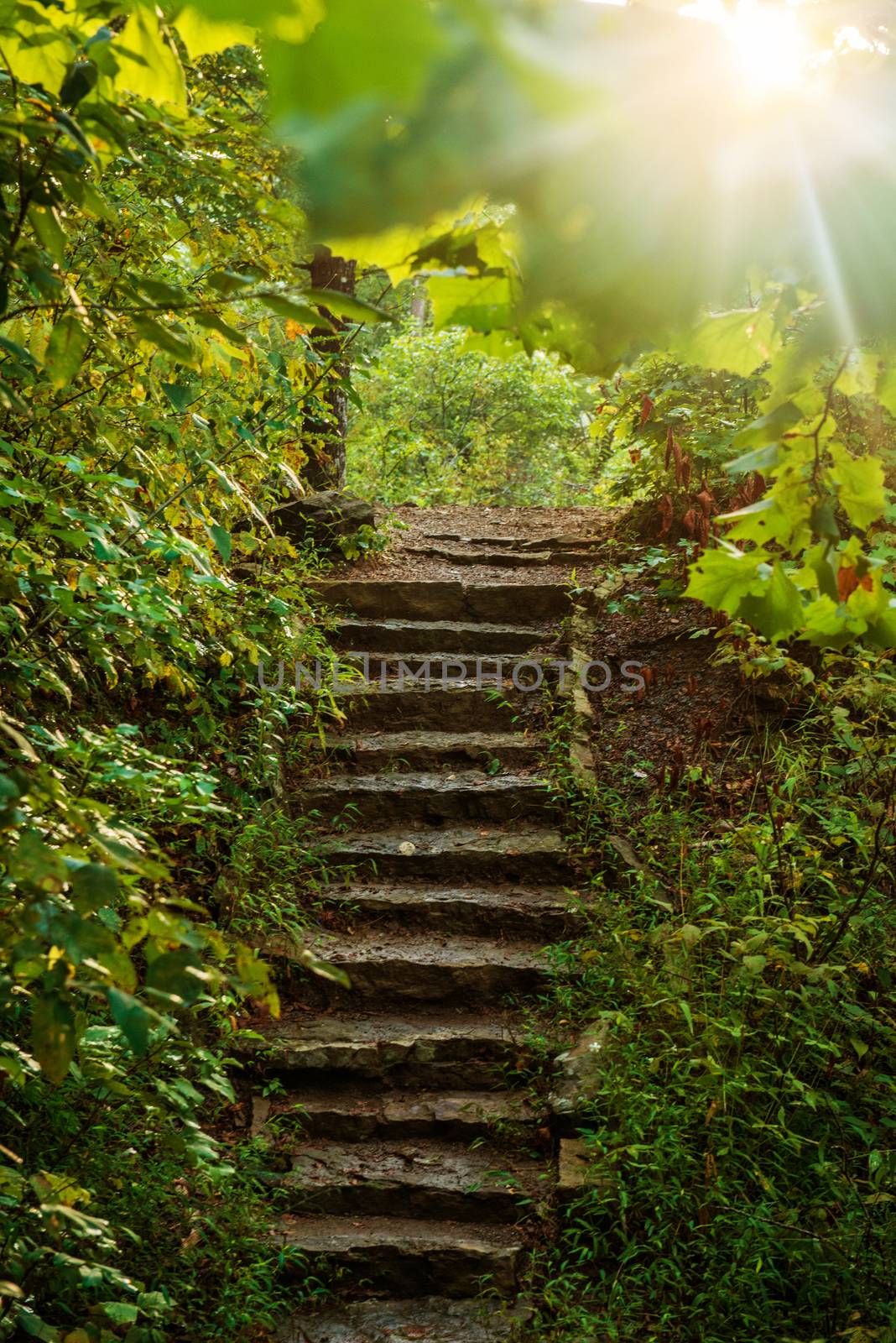 Image of hiking trail in forest with sun flaring through leaves