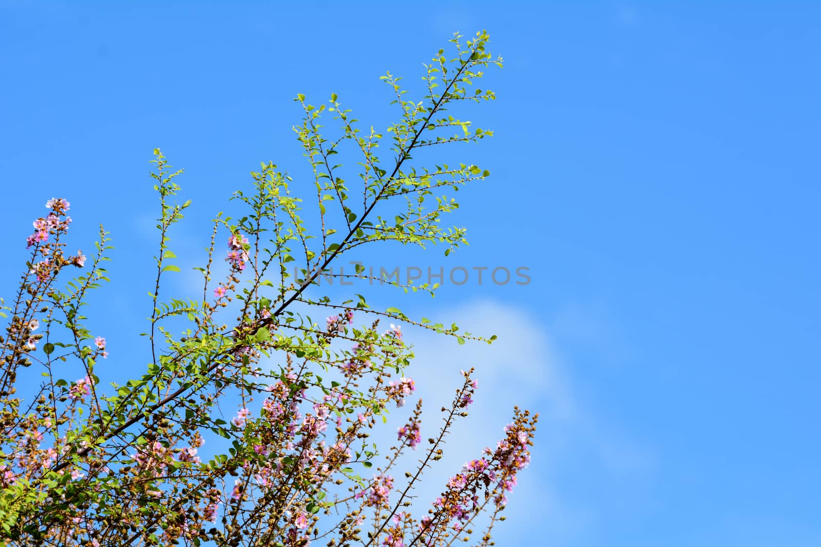 Tree branch and sky by ipuwadol