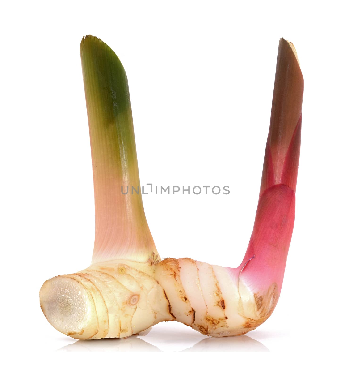 Fresh galangal on a white background